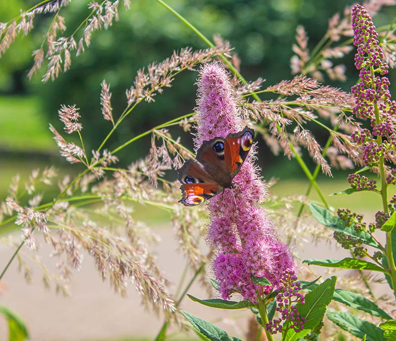 Ecologisch hovenierswerk voor hogere biodiversiteit Ecologisch hovernierswerk