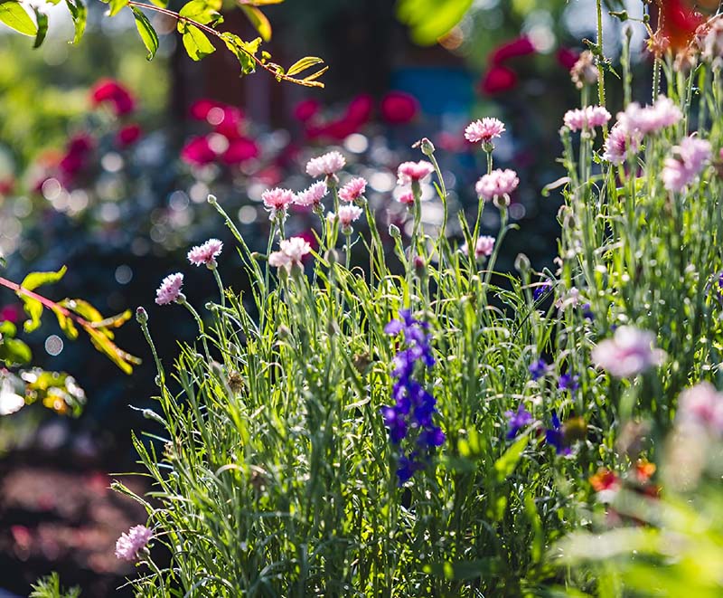 inheemse-planten-opleiding-ipd Hoe kun je inheemse planten het beste opnemen in je beplantingsplan?