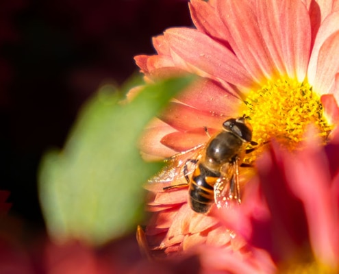 Verschil tussen een normale of een ecologische tuin aanleggen