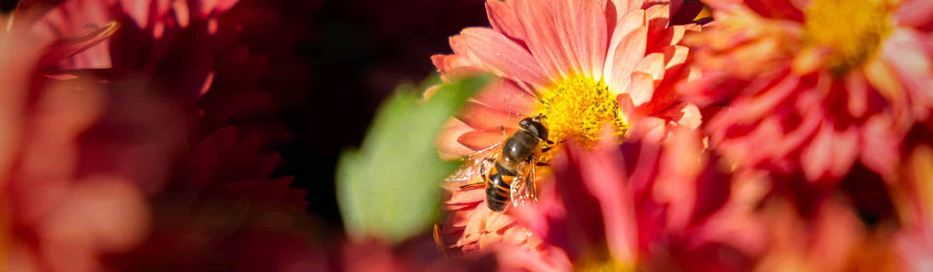 Verschil tussen een normale of een ecologische tuin aanleggen